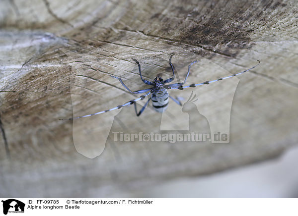 Alpenbock / Alpine longhorn Beetle / FF-09785
