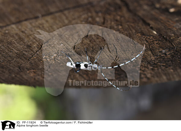 Alpenbock / Alpine longhorn beetle / FF-11924