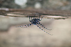 Alpine longhorn Beetle