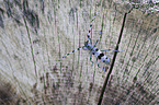 Alpine longhorn Beetle