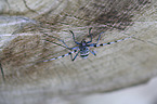 Alpine longhorn Beetle