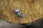 Alpine longhorn Beetles