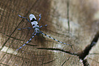 Alpine longhorn Beetle