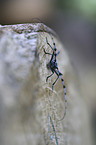 Alpine longhorn Beetle