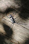 Alpine longhorn Beetle