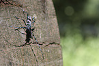 Alpine longhorn Beetle