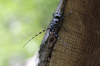 Alpine longhorn Beetle