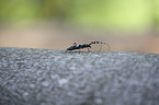 Alpine longhorn Beetle