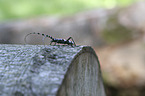 Alpine longhorn Beetle