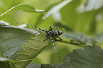 Alpine longhorn Beetle
