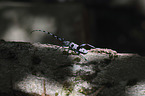Alpine longhorn Beetle
