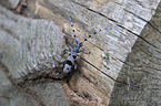 Alpine longhorn Beetle