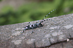 Alpine longhorn beetle