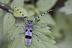Alpine longhorn beetle