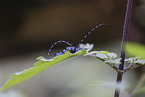 Alpine longhorn beetle