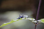 Alpine longhorn beetle