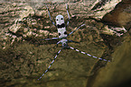 Alpine longhorn beetle