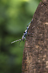 Alpine longhorn beetle