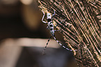 Alpine longhorn beetle