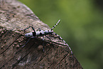 Alpine longhorn beetle
