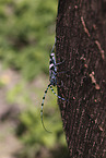 Alpine longhorn beetle