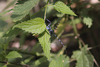 Alpine longhorn beetle