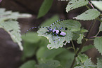 Alpine longhorn beetle