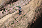 Alpine longhorn beetle