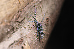 Alpine longhorn beetle