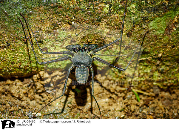 amblypygid / JR-05469