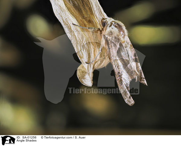 Achateule / Angle Shades / SA-01256