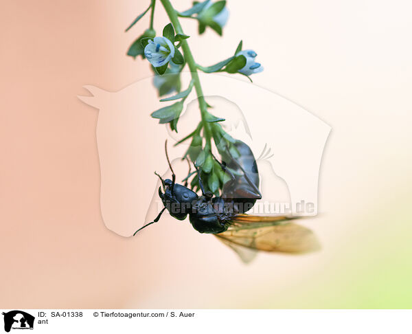 Ameise / ant / SA-01338