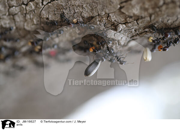 Ameisen / ants / JM-16627