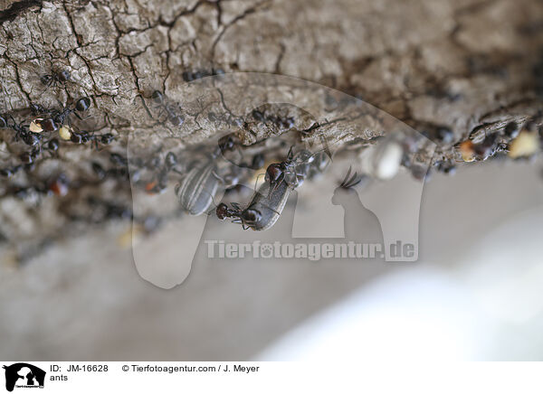Ameisen / ants / JM-16628
