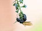 ant
