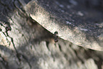 ants