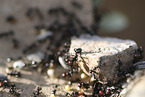 ants