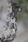 ants