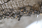 ants