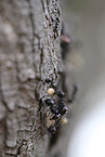ants