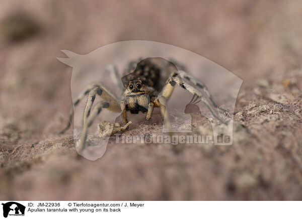 Apulian tarantula with young on its back / JM-22936