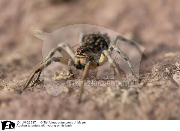 Apulische Tarantel mit Jungtieren auf Rcken / Apulian tarantula with young on its back / JM-22937