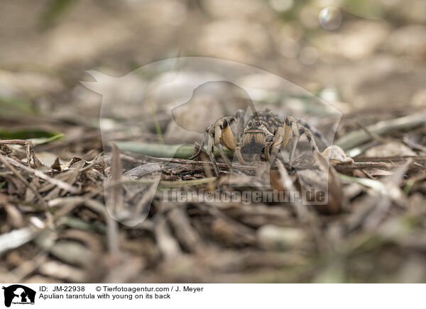 Apulische Tarantel mit Jungtieren auf Rcken / Apulian tarantula with young on its back / JM-22938