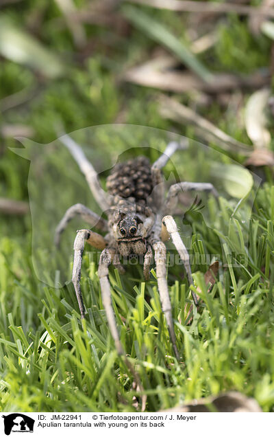 Apulian tarantula with young on its back / JM-22941