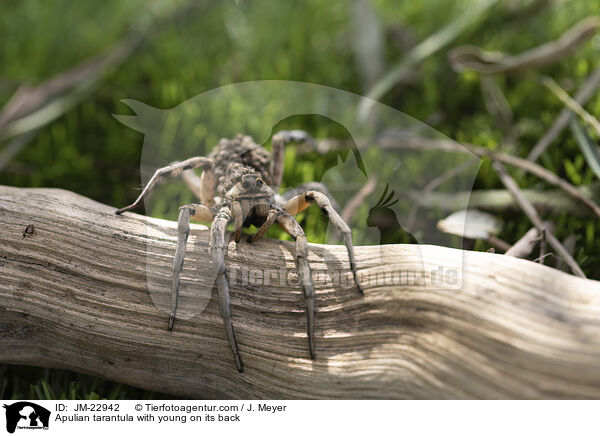Apulische Tarantel mit Jungtieren auf Rcken / Apulian tarantula with young on its back / JM-22942