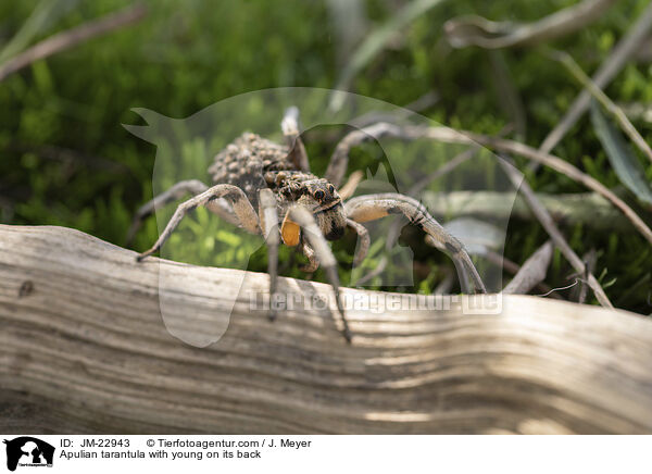 Apulische Tarantel mit Jungtieren auf Rcken / Apulian tarantula with young on its back / JM-22943