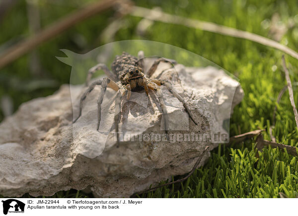 Apulian tarantula with young on its back / JM-22944