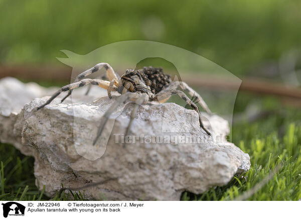 Apulische Tarantel mit Jungtieren auf Rcken / Apulian tarantula with young on its back / JM-22946