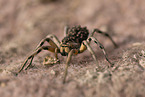 Apulian tarantula with young on its back