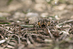 Apulian tarantula with young on its back